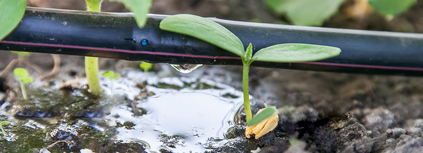 Drip Irrigation drip irrigation