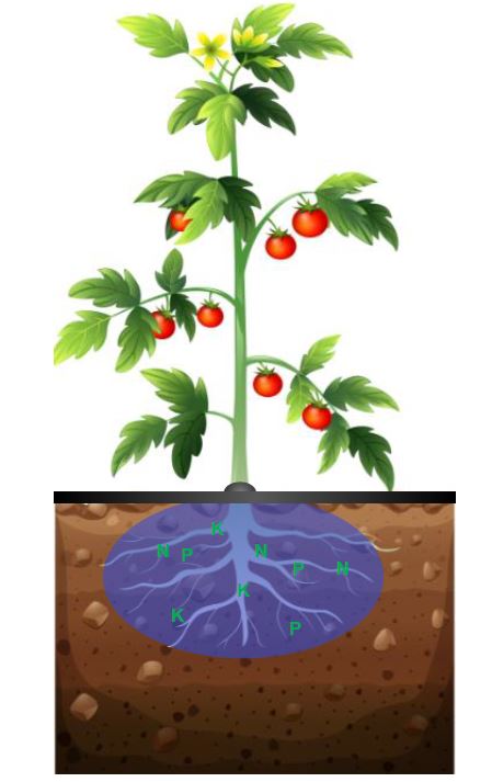 An image of a plant and it's roots in the dirt with a blue circle around the roots to show how CW-DI21 soil conditioner creates a wider wet-bulb.