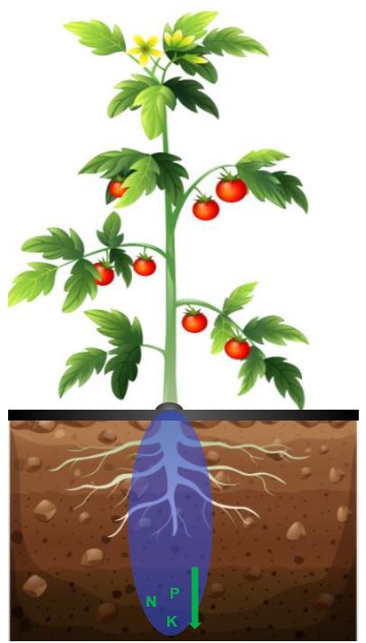 DI21 Vertical wet-bulb A picture of a plant and it's roots in dirt with a vertically shaped blue bubble around the roots to show poor plant hydration.